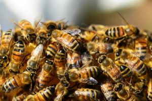 A Swarm of Bees - A Collective AI?