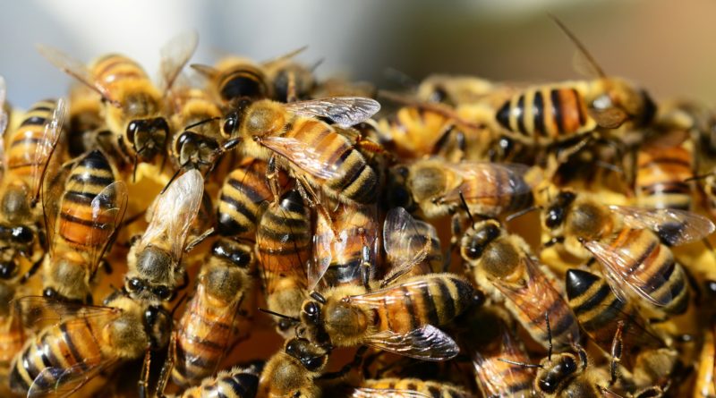 A Swarm of Bees - A Collective AI?