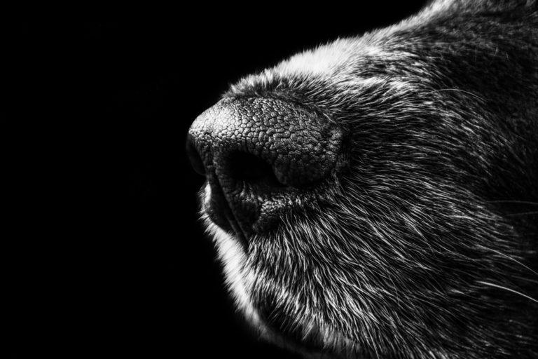 AI Smell Sensors